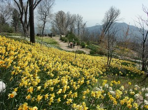 Bauer Daffodil Gardens