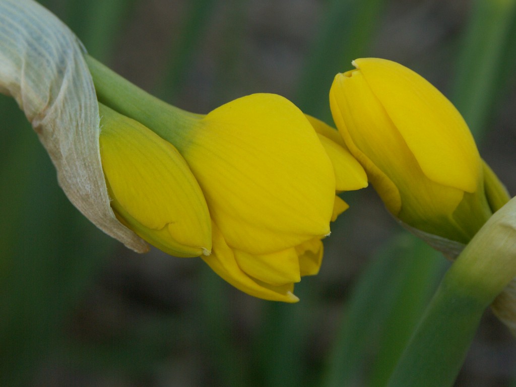 Daffodils Meeting
