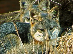 Catalina Island Fox pair in breeding pen