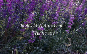 Idyllwild Nature Center Wildflowers