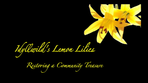 Idyllwild's Lemon Lilies - Restoring a Community Treasure still frame