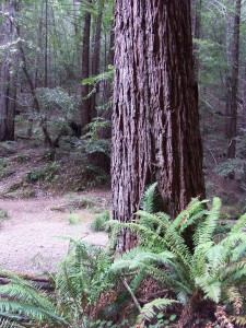 No Fairy in Redwoods (No Flash)