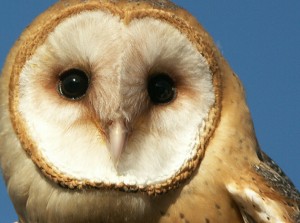 Barn owl on release day