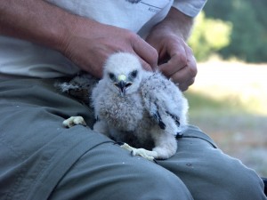 Pete Bloom banding a hawk chick