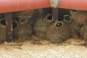 Cliff swallow nests