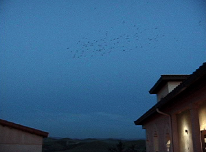Swallows swarm above nests at dusk