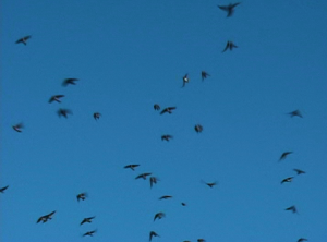 Swarming swallows