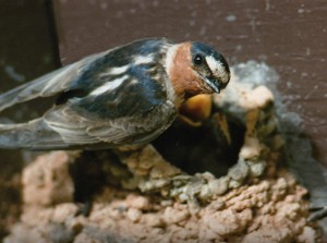 Cliff swallow at nest with chicks