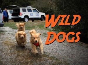 Idyllwild's Mayors are "Wild Dogs"